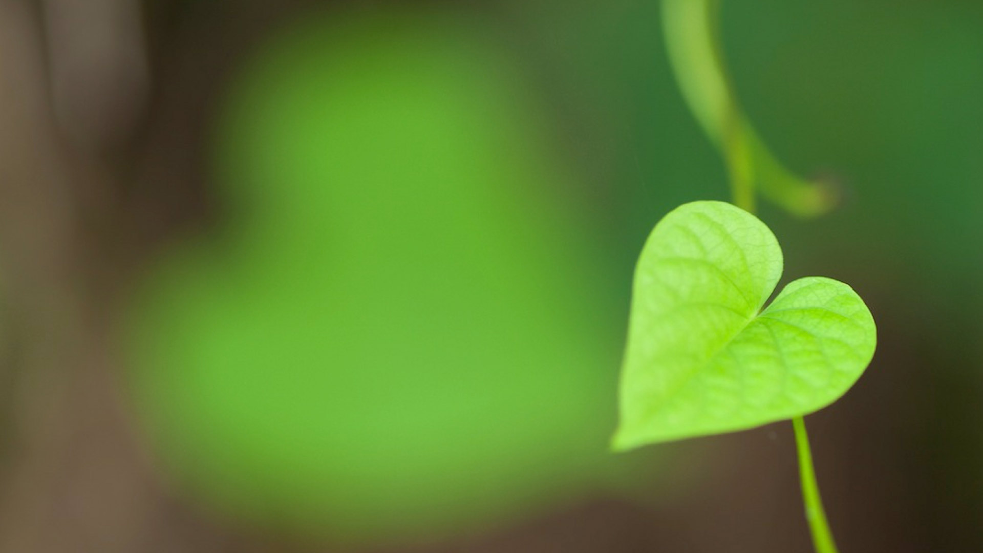 leaf in the shape of a heart