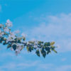 Southern Spring scent sm Southern Spring scent sm