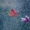 Spring Rain scent sm Spring Rain scent sm
