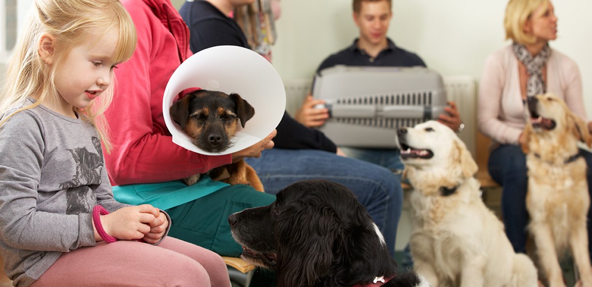 vet waiting room calm Header