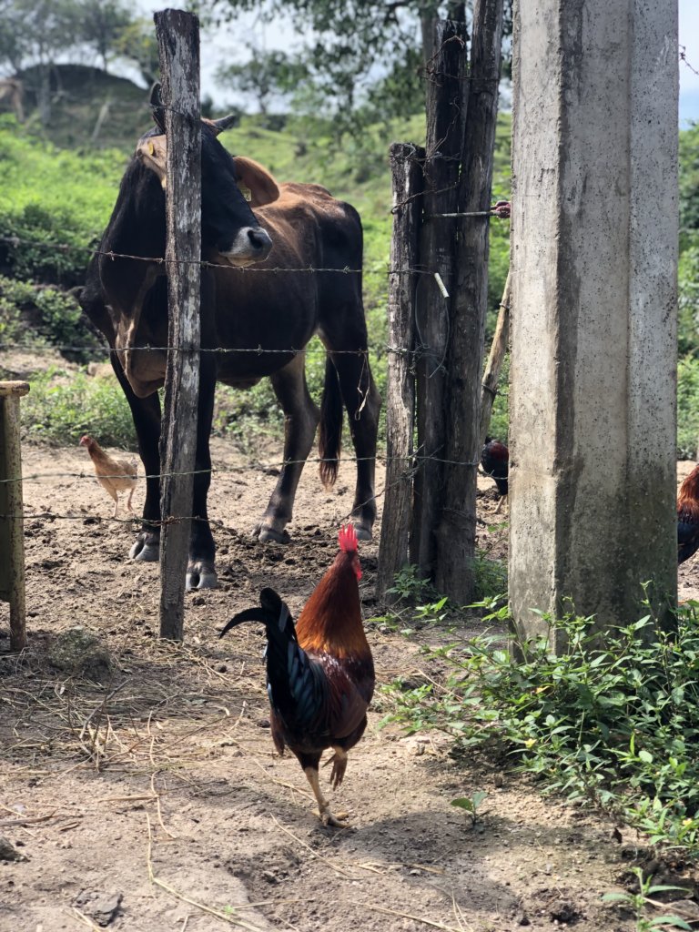 Cow and rooster