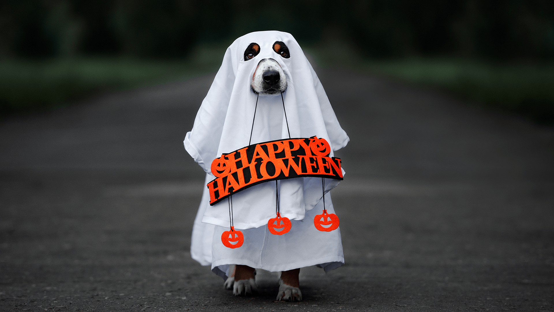 Dog in ghost costume holding happy halloween sign screensaver